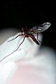 ROBBER FLY,  ON ROSE