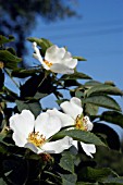 ROSA CANINA POLLMERIANA,  ROSE