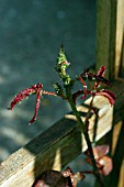 ROSE APHIDS