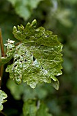 SLUG DAMAGE ON VINE LEAF,  ORGANIC