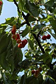 STELLA CHERRY,  CHERRIES RIPENING,  ORGANIC