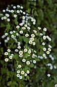 TANACETUM PARTHENIUM,  FEVERFEW