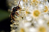 TENTHREDO,  SAWFLY SPECIES,  ON PRUNUS LAUROCERASUS,  CHERRY LAUREL FLOWERS