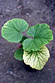 VERTICILLIUM WILT,  ON PUMPKIN LEAVES,  LEAF PROBLEM