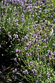 LAVANDULA SPICA,  LAVENDER