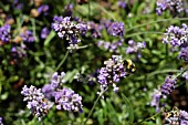 BUMBLE BEE ON LAVENDER,  BOMBUS ON LAVANDULA SPICA