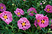 CISTUS PURPUREUS, (ORCHID ROCKROSE)