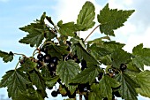 BLACKCURRANT (RIBES NIGRUM)