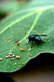 BLUEBOTTLE FLY (CALLIPHORIA VOMITORIA)