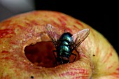 BLUEBOTTLE FLY ON APPLE(CALLIPHORIA VOMITORIA)