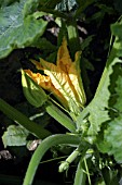 COURGETTE AND ZUCCHINI WITH FLOWER