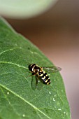 HOVERFLY (METASYRPHUS COROLLAE)ON LEAF