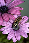 HOVERFLY (METASYRPHUS COROLLAE)ON OSTEOSPERMUM DARK MARTHA