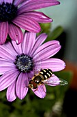 HOVERFLY (METASYRPHUS COROLLAE)ON OSTEOSPERMUM DARK MARTHA