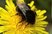 RED-TAILED BUMBLEBEE ON DANDELION