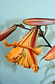 HOVERFLIES(EPISYRPHUS BALTEATUS)ON LILIUM AFRICAN QUEEN