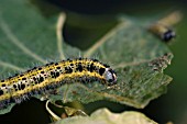 LARGE WHITE BUTTERFLY LARVA ON TROPAEOLUM MAJUS LEAF (PIERIS BRASSICAE)