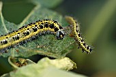 LARGE WHITE BUTTERFLY LARVAE ON TROPAEOLUM MAJUS LEAF (PIERIS BRASSICAE)