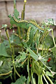 LARGE WHITE BUTTERFLY LARVAE ON TROPAEOLUM MAJUS LEAF (PIERIS BRASSICAE)