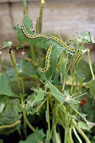 LARGE_WHITE_BUTTERFLY_LARVAE_ON_TROPAEOLUM_MAJUS_LEAF_PIERIS_BRASSICAE