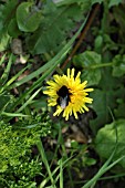 RED-TAILED BUMBLEBEE ON DANDELION