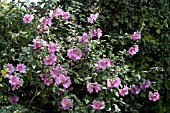 LAVATERA X CLEMENTII ROSEA, (SYN. LAVATERA OLBIA ROSEA), (AGM).