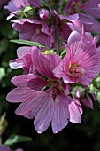 LAVATERA X CLEMENTII ROSEA, (SYN. LAVATERA OLBIA ROSEA), (AGM).