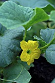 CANTALOUPE MELON FLOWER