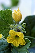 CANTALOUPE MELON FLOWER