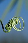 CANTALOUPE MELON TENDRIL