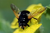 NOON FLY ON MELON FLOWER (MESEMBRINA MERIDIANA)