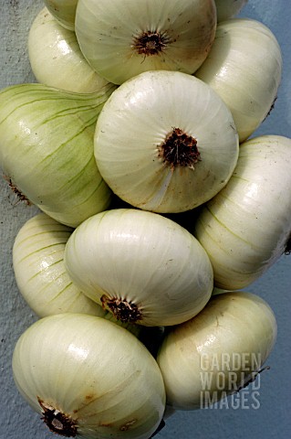 STRING_OF_WHITE_ONIONS