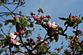 APPLE BLOSSOM