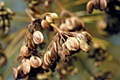 PARSNIP SEEDHEAD (PASTINACA SATIVUM)