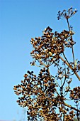 PARSNIP SEEDHEAD (PASTINACA SATIVUM)