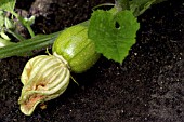 NEW PUMPKIN FROM FEMALE FLOWER