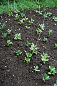 BROAD BEANS