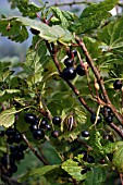 BROWN LIPPED SNAIL ON BLACKCURRANT (CEPAEA NEMORALIS)