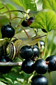 BROWN LIPPED SNAIL ON BLACKCURRANT (CEPAEA NEMORALIS)