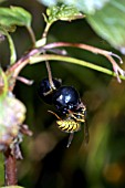 WASP FEEDING ON BLACKCURRANT (VESPULA VULGARIS)
