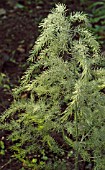 DEW ON ASPARAGUS OFFICINALIS