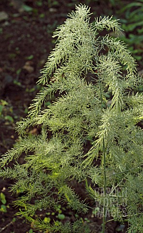 DEW_ON_ASPARAGUS_OFFICINALIS