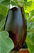 AUBERGINE (ORGANIC VEGETABLE)