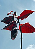 BEGONIA REX AGAINST SKY