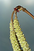 CORYLUS AVELLANA