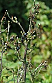 BIG BUD MITES ON BLACKCURRANT