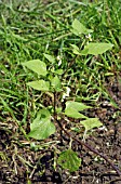 SOLANUM NIGRUM (BLACK NIGHTSHADE)
