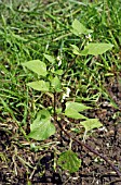 SOLANUM NIGRUM (BLACK NIGHTSHADE)