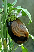 BROWN ROT ON AUBERGINE