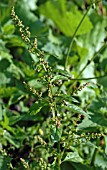 CHENOPODIUM POLYSPERMUM (MANY SEEDED GOOSE FOOT)